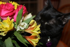 Simon Stopping to Smell The Roses