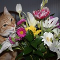 This Cat Loves to Eat Flowers