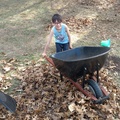 Helping Haul Leaves