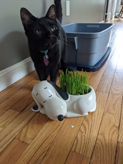 He Approves of Cat Grass