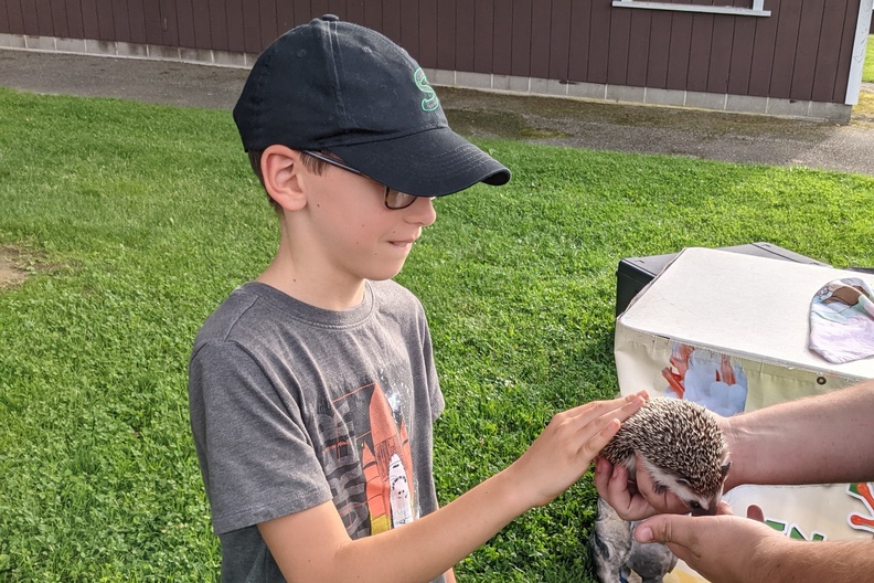 Petting the Cutest Hedgehog