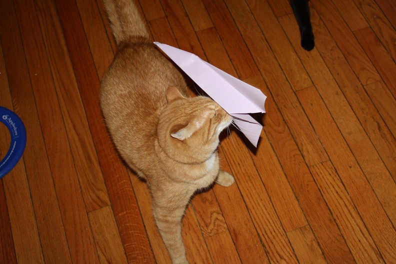 Phoenix Not Paying Attention to the Paper Airplane Runways