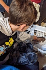 Petting a Tiny Two Week Old Piggie