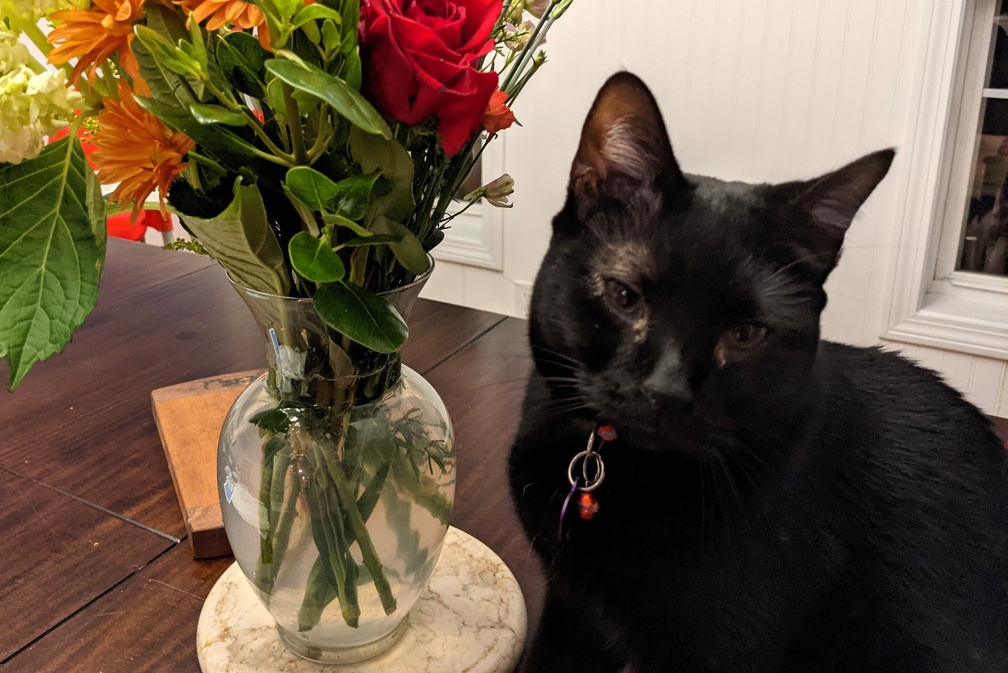 Pretty Boy Simon and the Thanksgiving Flowers