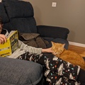 Reading and Petting the Cat