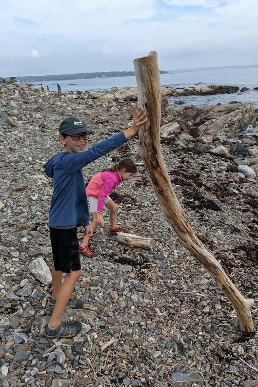 Now Thats Some Driftwood