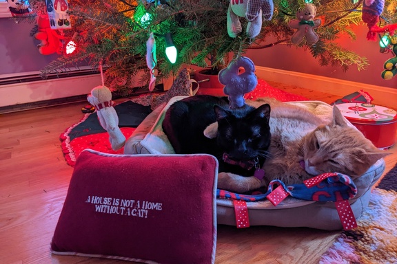 Cuddle Brothers Under the Tree