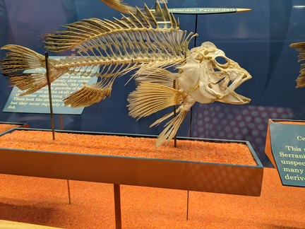 Evie Pc Fish Skeleton