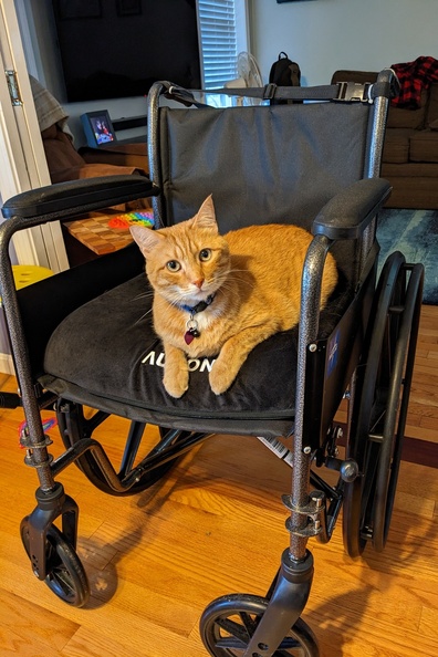 Phoenix Thinks This is His Chair