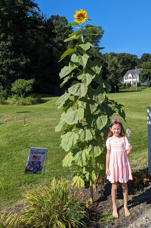 Giant Sunflower Little Girl