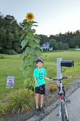 Sunflower with a Thomas to Scale