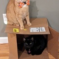 Double Decker Kitties.jpg