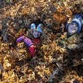 Just a Couple of Heads in the Leaves