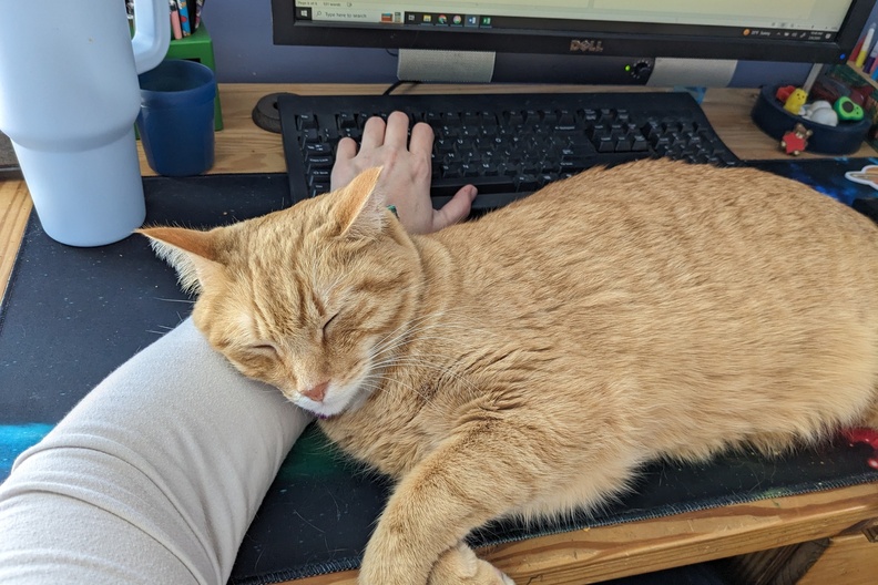 Orange Cats Are Not Great for Working From Home