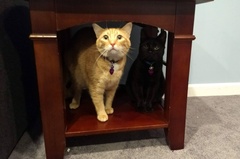 Cats in An End Table