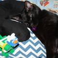 Cat Sleeping With Lego Cat