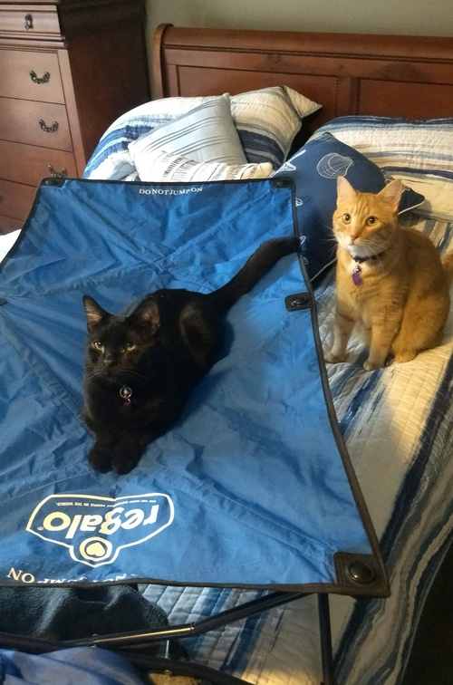 Cats Trying to Claim the Cot