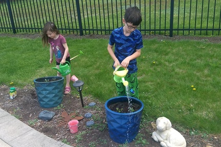 Watering their Honeydew