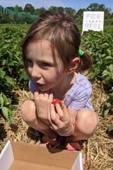 Little Chipmunk Eating Her Berry