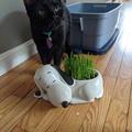He Approves of Cat Grass.jpg