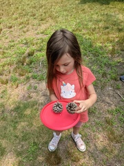 Collecting Pinecones