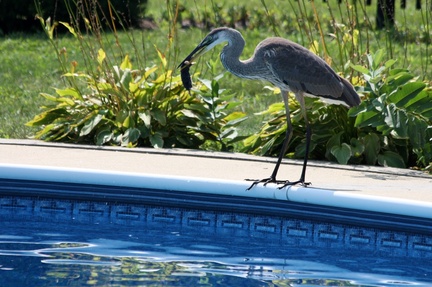 Heron Enjoying a Snack By the Pool