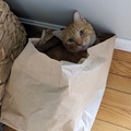 No You Cant Recycle My Bag