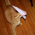 Phoenix Not Paying Attention to the Paper Airplane Runways