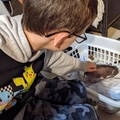 Petting a Tiny Two Week Old Piggie.jpg