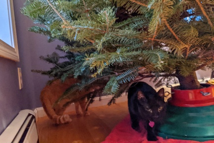 The Boys Inspecting the Tree