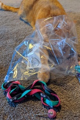 Phoenix Going Under a Bag for Hair Ties
