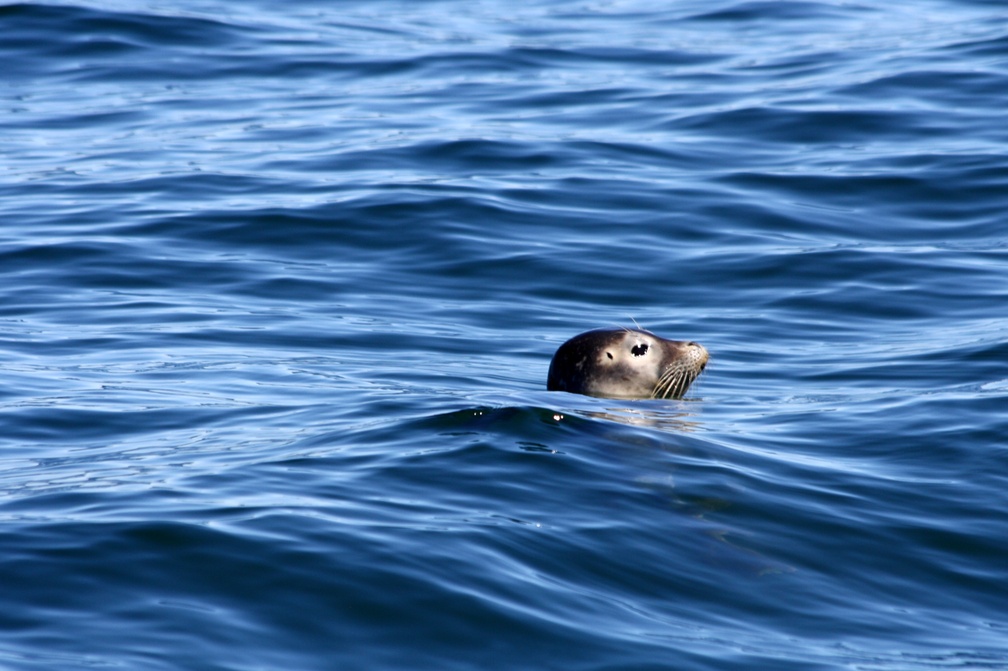 Playful Seal Followed Us For a Bit