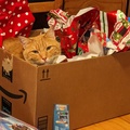 Why Bother Buying a Cat a Gift