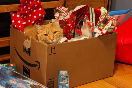 Why Bother Buying a Cat a Gift
