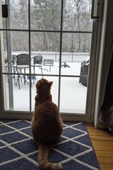 Watching the Snowflakes Fall