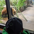 Watching the Panda Terrorize the Bamboo