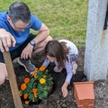 Helping to Plant Marigolds