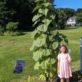 Giant Sunflower Little Girl.jpg