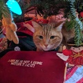 Christmas Tree Cat