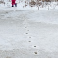 Following the Coyote Prints