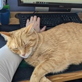 Orange Cats Are Not Great for Working From Home.jpg