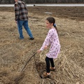 Pulling on Marsh Roots